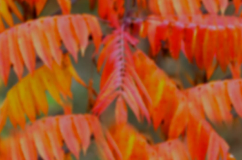Sumac Fall Leaves