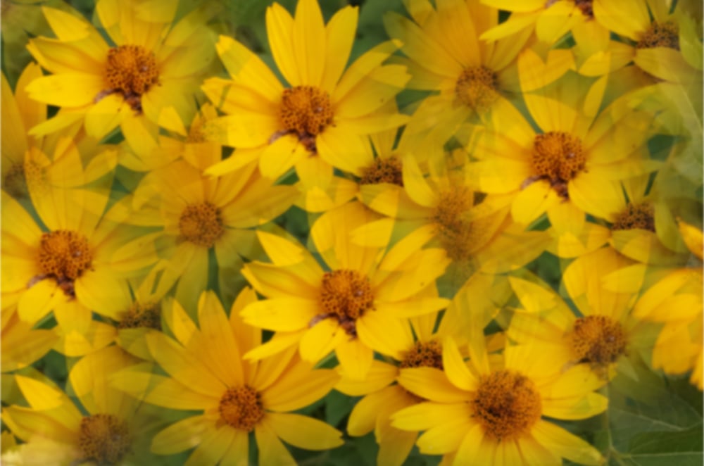 Yellow Daisies